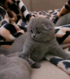 Cuccioli, gattini Scottish è British