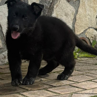 Cucciolo pastore tedesco