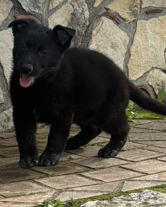 Cucciolo pastore tedesco