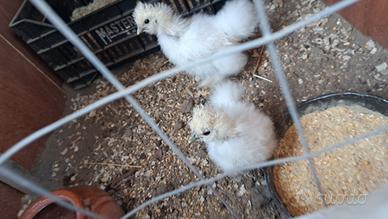 Coppia di Galline Morsetta