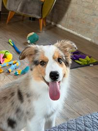 Border collie cuccioli