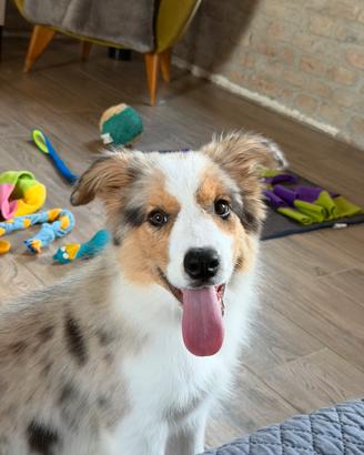 Border collie cuccioli