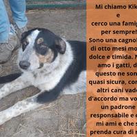 Kiki in adozione