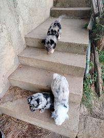 3 Cuccioli di pastore bergamasco e Lessinia