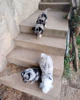 3 Cuccioli di pastore bergamasco e Lessinia