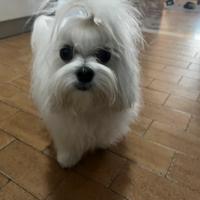 Maltese con pedigree Per Monta