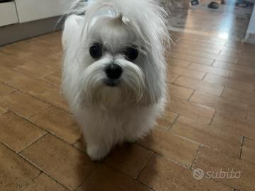 Maltese con pedigree Per Monta