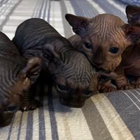 Sphinx pronti a fine febbraio