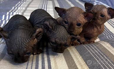 Sphinx pronti a fine febbraio