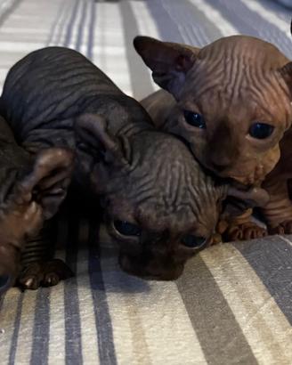 Sphinx pronti a fine febbraio