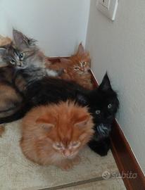 Cuccioli MAINE COON