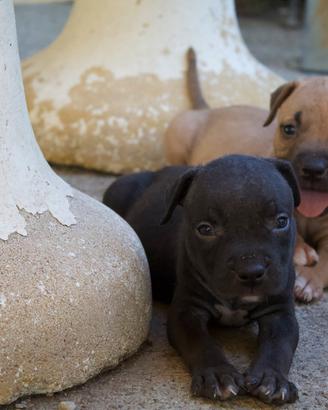 Cuccioli maschi Pitbull con pedigree