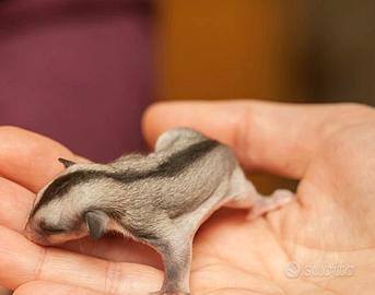 Petauri dello zucchero