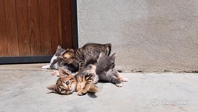Regalasi gattini