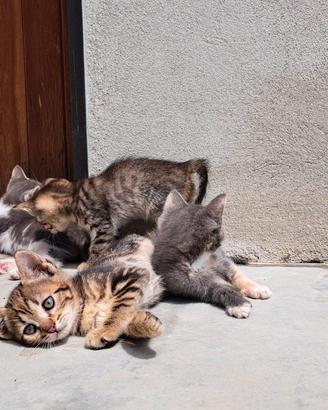 Regalasi gattini