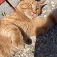 Sinner simpatico gattino rosso
