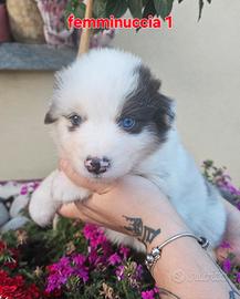 Ultima cucciola di pastore australiano disponibile
