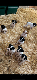Cuccioli di pointer inglese