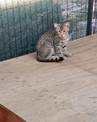 Gattino tigrato