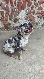 Bulldog Francesce