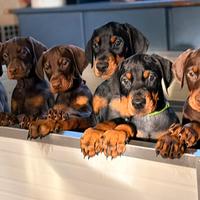 Meravigliosi cuccioli di dobermann