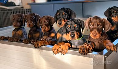 Meravigliosi cuccioli di dobermann