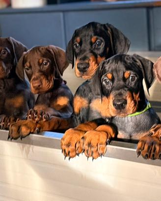 Meravigliosi cuccioli di dobermann