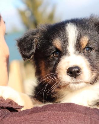 Australian dog