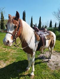 Cavallo