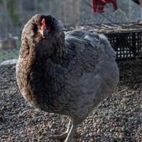 Galline e pulcini araucana