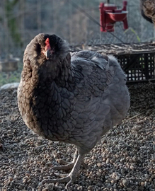 Galline e pulcini araucana