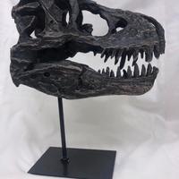 CRANIO  XL TESCHIO T-Rex REPLICA IN RESINA SU BASE