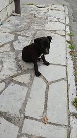Cucciole Pitbull
