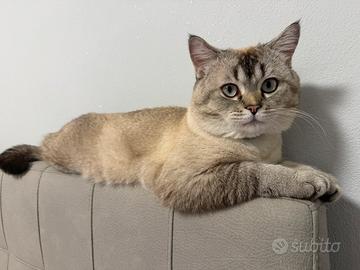 Accoppiamento british shorthair