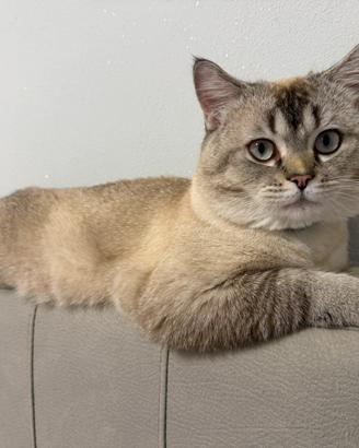 Accoppiamento british shorthair