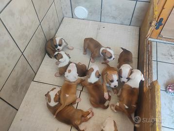 Cuccioli di Pitbull Amstaff di 40 gg