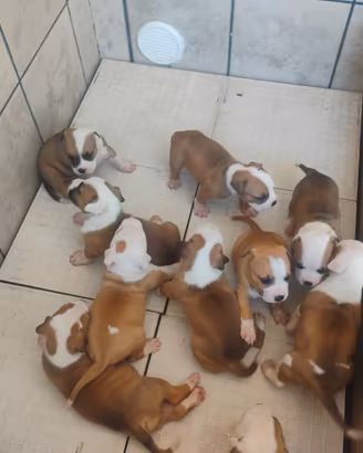 Cuccioli di Pitbull Amstaff di 40 gg