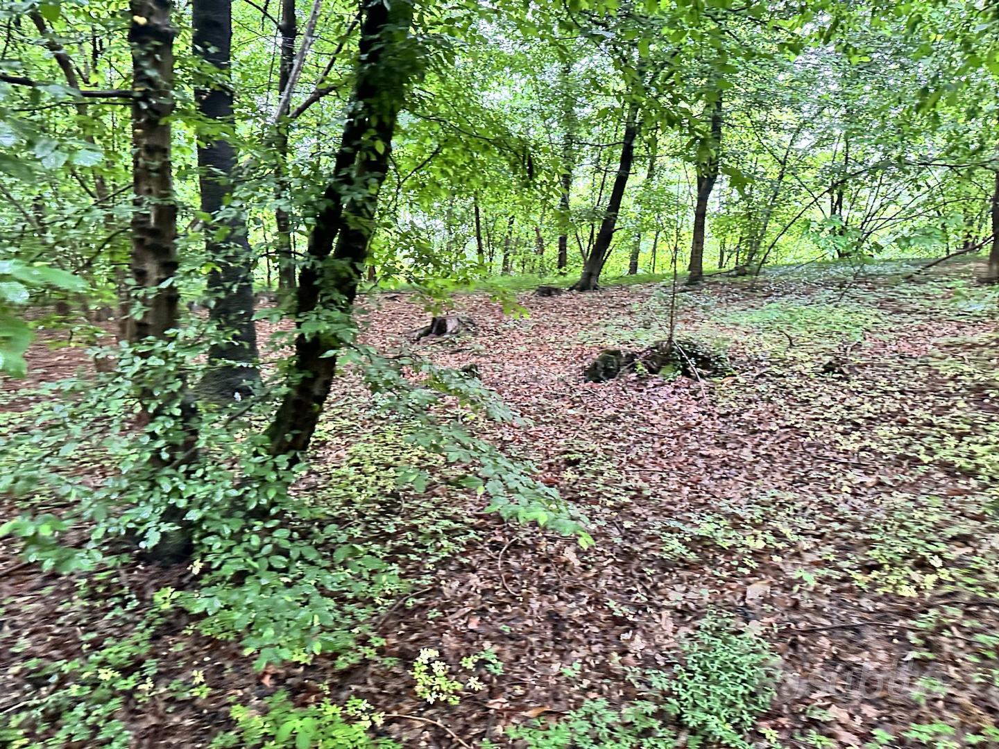 Lipomo - Terreno boschivo - Vista 3