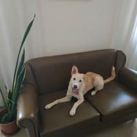 Famiglia per cane taglia m