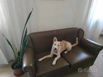 Famiglia per cane taglia m