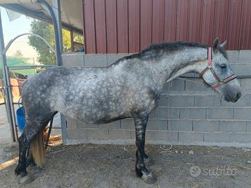 Cavalla di 5 anni Siciliana x frisone