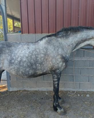 Cavalla di 5 anni Siciliana x frisone