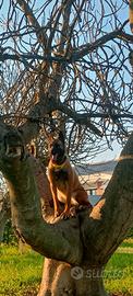 Malinois F