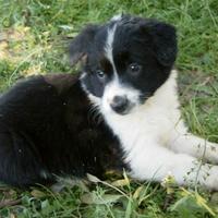 Cane border collie