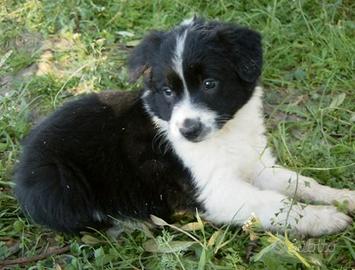 Cane border collie