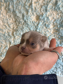 Chihuahua Disponibile