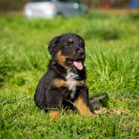 Cucciolo Bovaro del Bernese X Labrador retriever