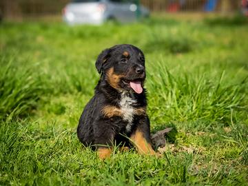 Cucciolo Bovaro del Bernese X Labrador retriever