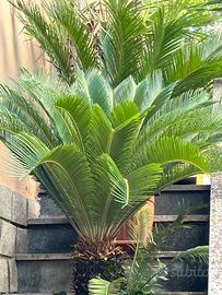 Pianta da esterno cycas