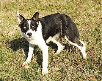 Border collie linea da lavoro